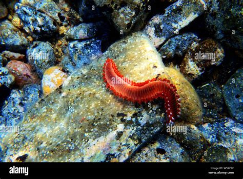  Fireworm, Den Fascinerande Röda mask med en Dödsbringande Beröring som Gömmer sig i Koraller!