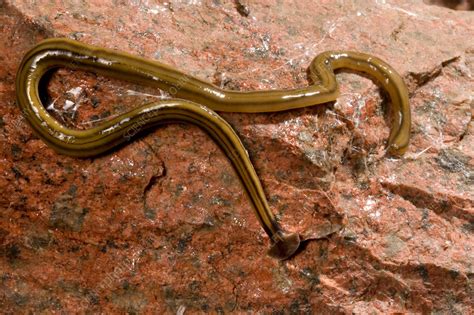  Free-living Floundering: This Flatworm Embraces Simplicity Yet Thrives in its Aquatic Domain!