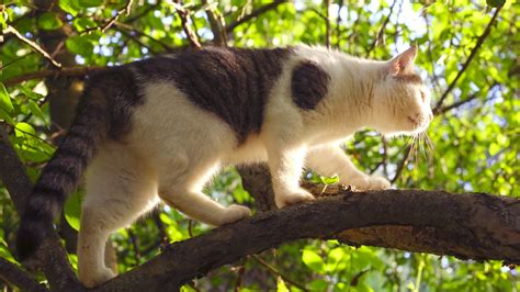  Viscaten – En mystisk och kraftfull katt som klättrar på träd!