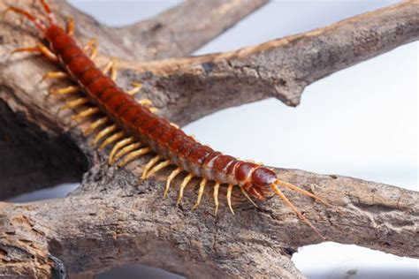  Centipede:  En kryp med många ben som älskar mörka vrår och en köttig middag!