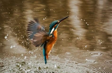  Collibri! En Fascinerande Flugfågel Med En Överraskande Snabb Flygning