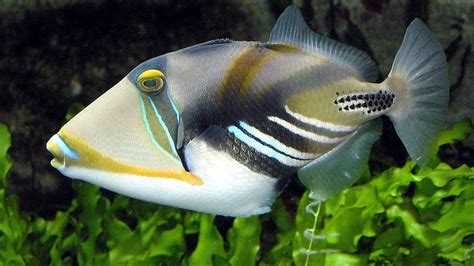  Tugboat Triggerfish:  Learn About This Fish That Wears a Helmet for Dinner!