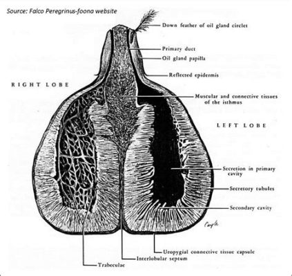  Understated Elegance: Unveiling the Ubiquitous Beauty of the Uropygial Gland