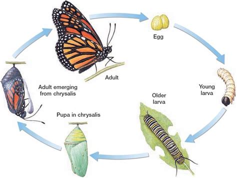  ZigZagflyen: En Mästare på Förvirrande Flygningar och Fascinerande Metamorfoser!